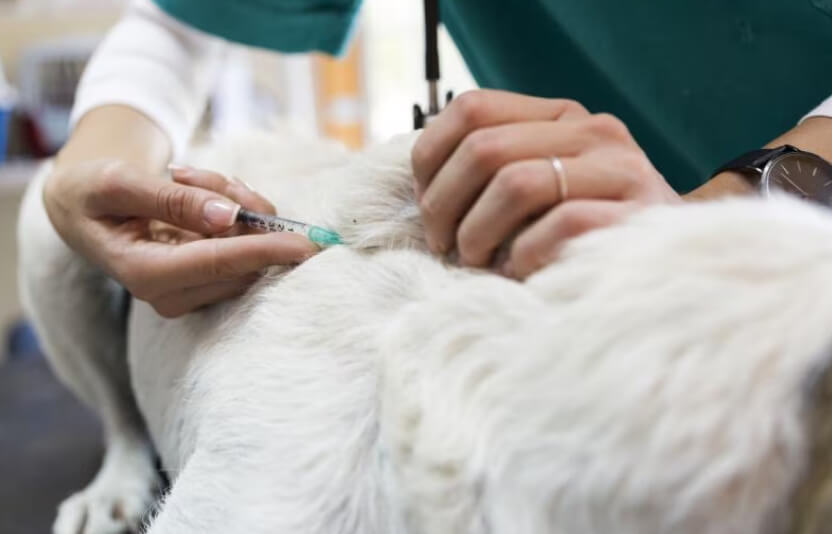 Ветеринар делает укол спящей собаке